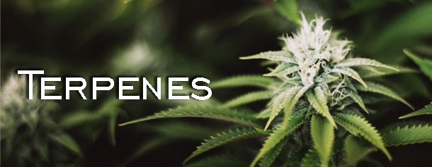 Terpenes EN