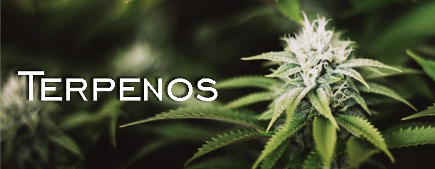 Os Terpenos no CBD e os Seus Efeitos 10 Terpenos PT